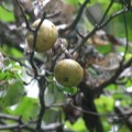 梨の原種