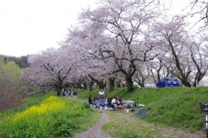 菜の花と桜の共演
