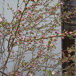 Prunus-pumila