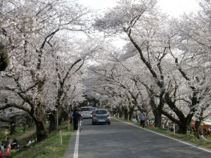 見事な桜トンネル