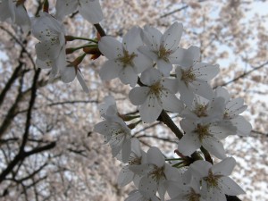 蒲桜（カバザクラ）