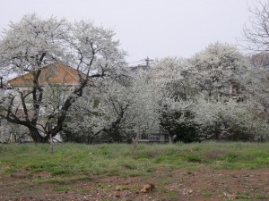 真っ白い花の木