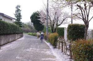 桜の花ビラ