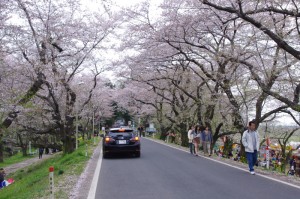 桜土手の桜のトンネル