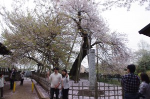 天然記念物の「蒲桜」