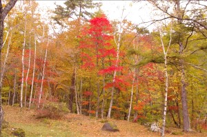 こんな綺麗な紅葉の中でキノコ狩り