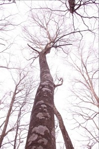 芽ぶきのないブナの木