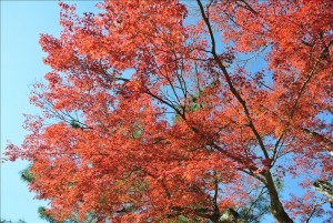 上野城への途中の紅葉